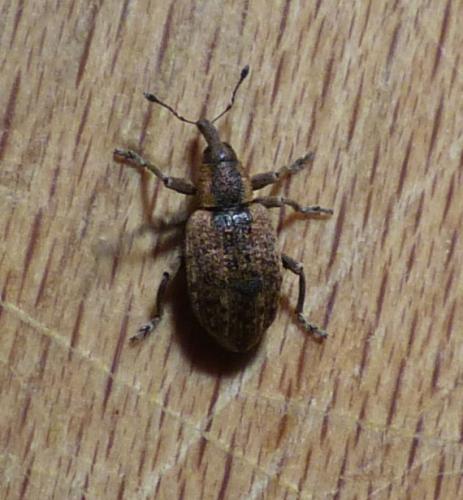 Hypera conmaculata