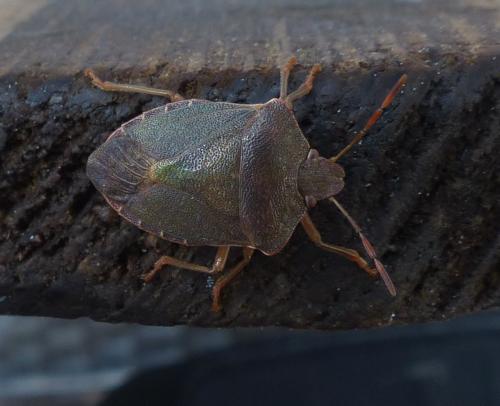 Palomena prasina