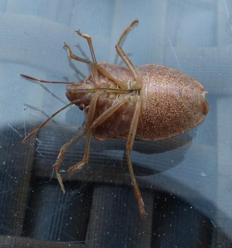 Palomena prasina