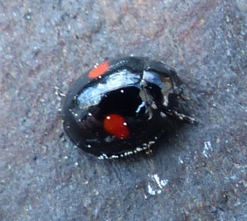 Chilocorus renipustulatus
