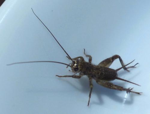 Eumodicogryllus bordigalensis bordigalensis