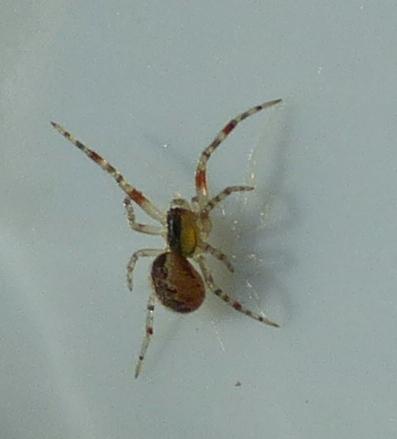 Anelosimus_sl sp.
