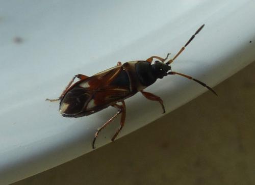 Raglius alboacuminatus