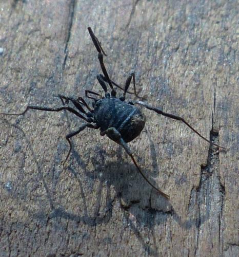 Nemastoma sp.