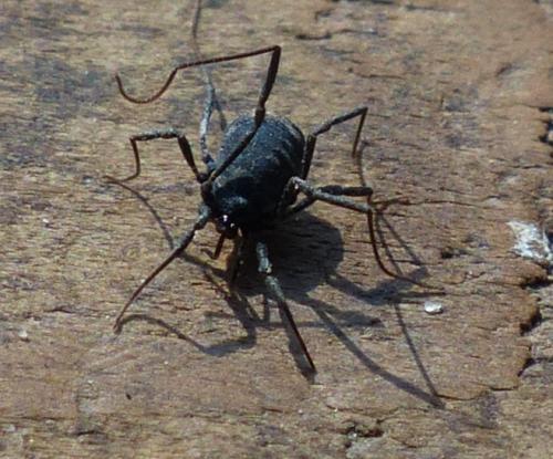 Nemastoma sp.