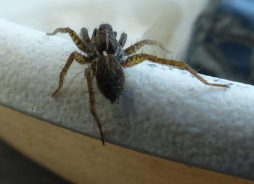Pardosa sp.