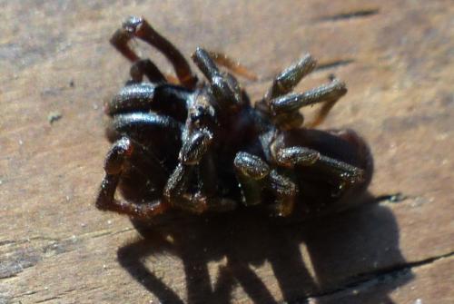 Atypus sp.