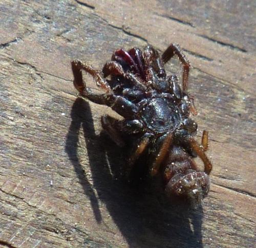 Atypus sp.