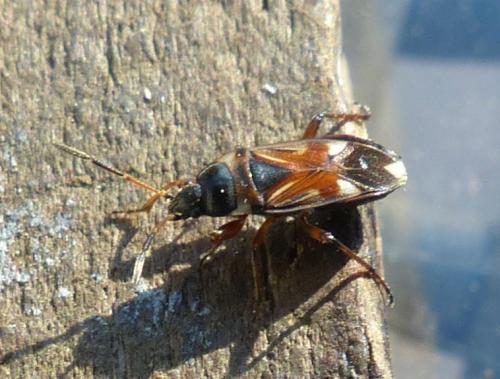 Raglius alboacuminatus