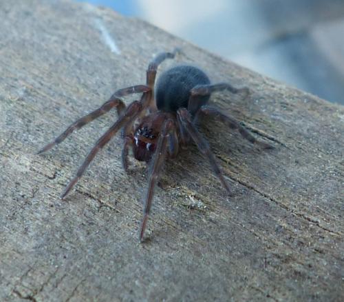 Amaurobius sp.