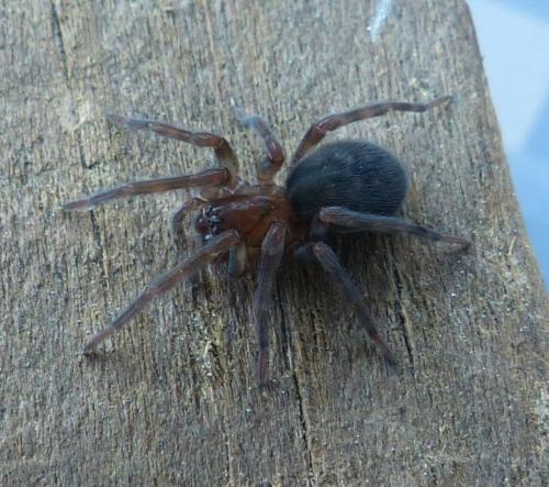 Amaurobius sp.
