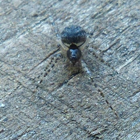 Theridion sp.