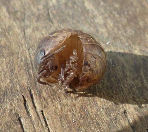 Réf. 200 483 : Armadillidium vulgare