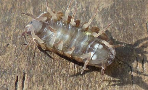 Réf. 200 482 : Armadillidium vulgare