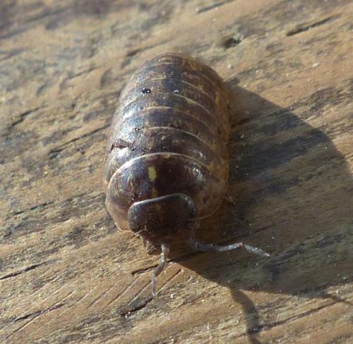 Réf. 200 484 : Armadillidium vulgare