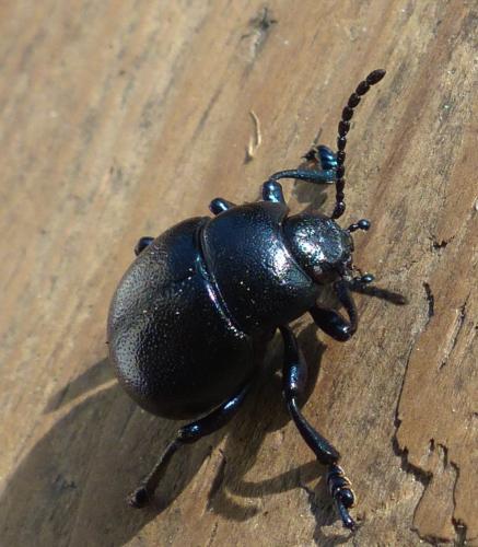 Timarcha goettingensis