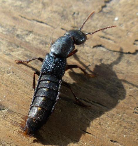 Réf. 200 458 : Ocypus aethiops