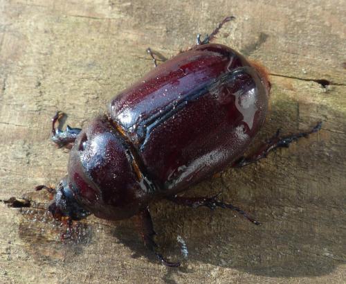 Réf. 200 437 : Oryctes nasicornis