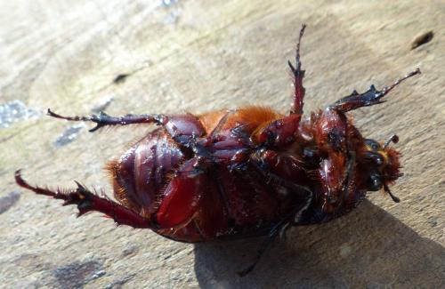 Réf. 200 438 : Oryctes nasicornis