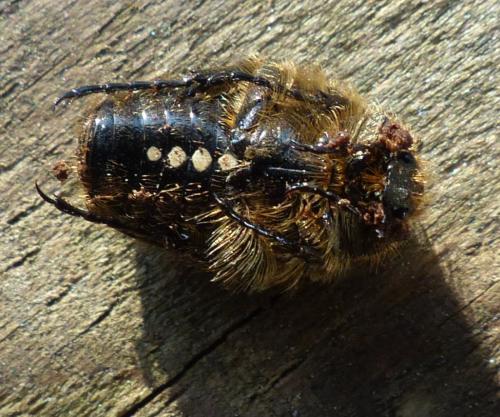 Réf. 200 442 : Tropinota sp.
