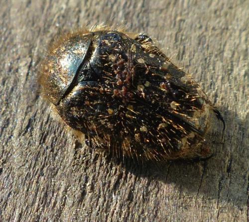 Tropinota hirta