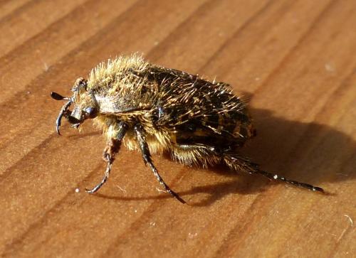 Réf. 200 443 : Tropinota sp.