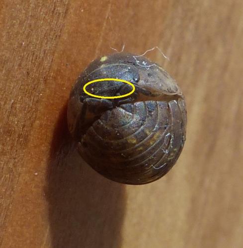 Armadillidium vulgare