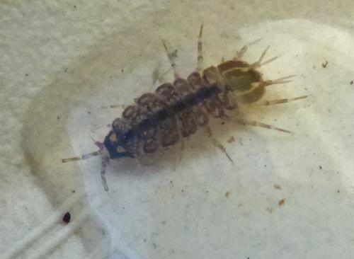 Asellus aquaticus