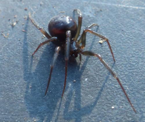 Steatoda grossa