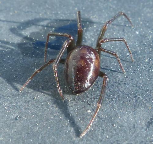 Réf. 200 577 : Steatoda grossa