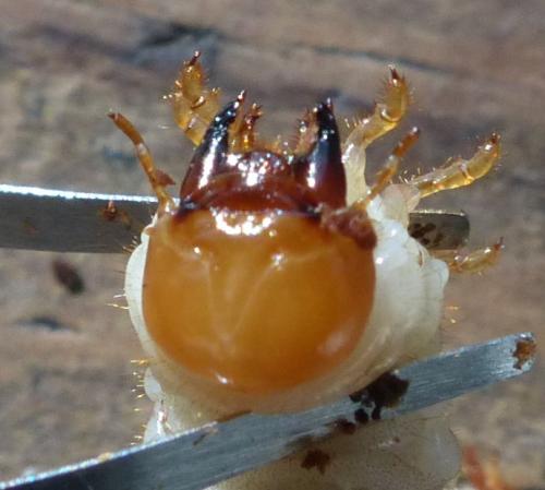Réf. 200 678 : Dorcus parallelipipedus