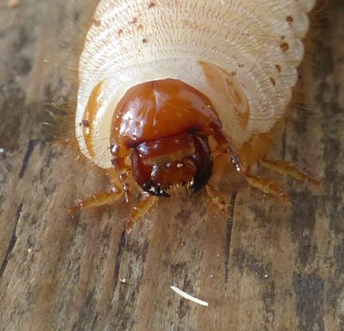 Cetonia aurata