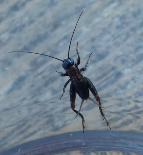 Nemobius sylvestris sylvestris