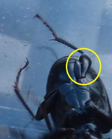 Réf. 200 716 : Pterostichus anthracinus