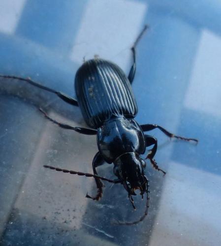 Réf. 200 704 : Pterostichus anthracinus