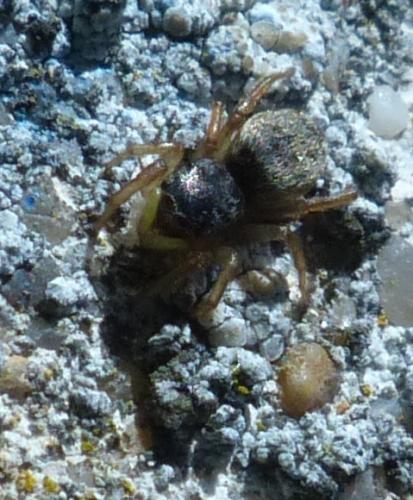 Heliophanus sp.