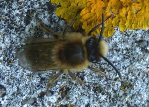 Réf. 200 768 : Colletes cunicularius