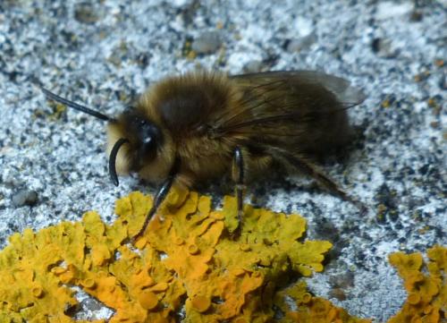 Réf. 200 756 : Colletes cunicularius