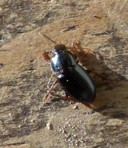 Harpalus sp.