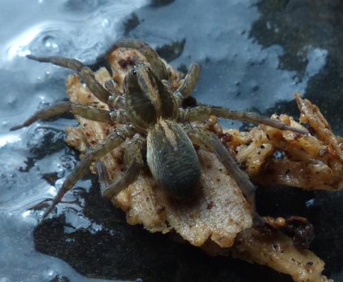 Trochosa sp.