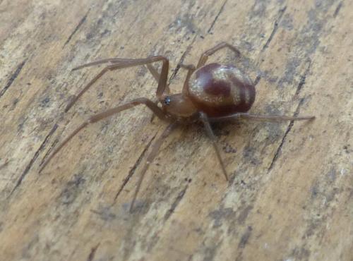 Steatoda grossa