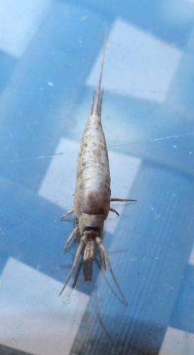 Dilta sp.