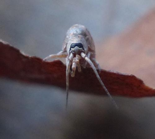 Dilta sp.
