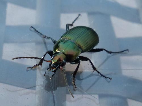 Réf. 200 898 : Poecilus cupreus