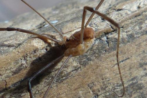 Nelima doriae