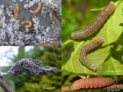 Réf. 200 998 : Conistra erythrocephala