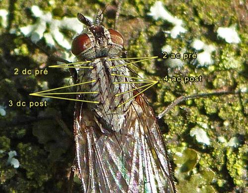 Réf. 200 552 : Delia sp.