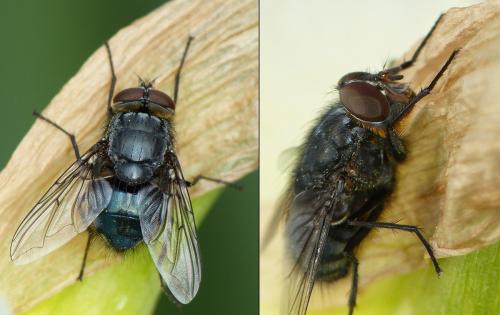 Réf. 200 570 : Calliphora vomitoria