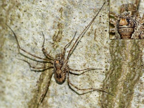 Réf. 200 982 : Platybunus pinetorum