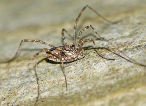 Réf. 200 983 : Platybunus pinetorum